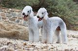 BEDLINGTON TERRIER 030